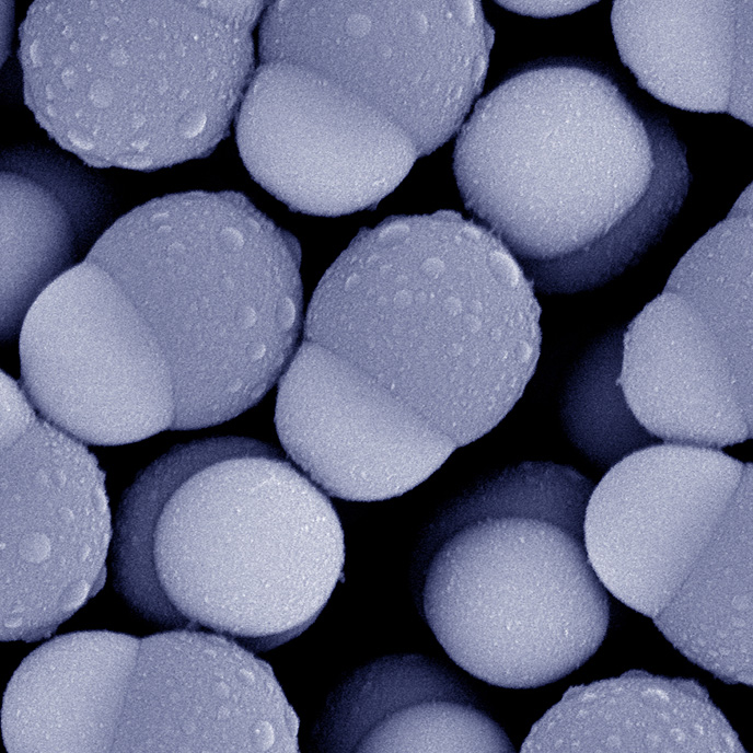 Closeup of sphere-shaped Polymeric Dumbbell Particles used in biomaterials research.